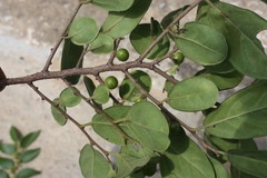 Diospyros chloroxylon